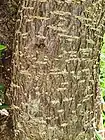 Bark of Crinodendron hookerianum