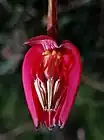 Internal details of Crinodendron hookerianum flower