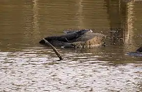 Crocodile resting in Denwa Backwaters