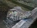 Crocodile