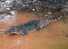 Cuban crocodile in Zapata.