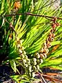 Fruits of Crocosmia aurea