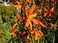 Plant of Crocosmia aurea