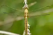 Young female