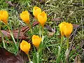 Crocus ancyrensis