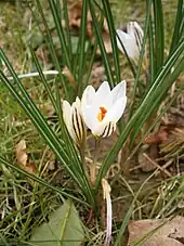 Flowers of Crocus biflorus