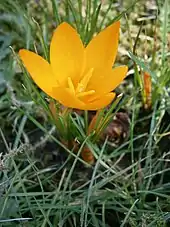 Flowers of Crocus flavus)