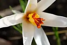 Flowersof Crocus fleischeri