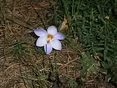 Flowers of Crocus laevigatus