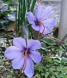 A single shell-shaped violet flower is in sharp centre focus amidst a blurred daytime and overcast garden backdrop of soil, leaves, and leaf litter. Four narrow spine-like green leaves flank the stem of the blossom before curving outward. From the base of the flower emerge two crooked and brilliant crimson rod-like projections pointing down sideways. They are very thin and half the length of the blossom.