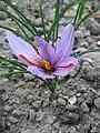 (Crocus sativus)