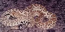 Western diamondback rattlesnake (Crotalus atrox), Municipality of Padilla, Tamaulipas, Mexico (29 May 2004).