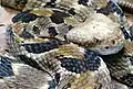 Timber rattlesnake (Crotalus horridus)