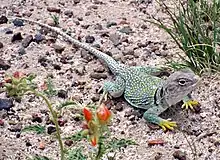 A green lizard with yellow feet rests on a bed of sand and gravel.