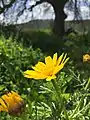 Crown daisy (Glebionis coronaria)