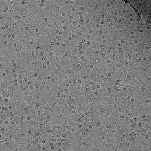 Cryo-TEM image of GroEL suspended in amorphous ice at 50000× magnification