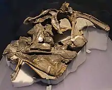 holotype skull as preserved