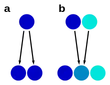 Scheme showing morphological stasis and hybrid speciation, with species presresented by circles, their color indicating morphological similarity or dissimilarity