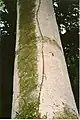 Bark of Cryptocarya erythroxylon, Comboyne, NSW