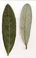 Cryptocarya obovata - leaves showing venation