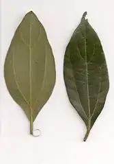 Leaf detail