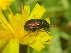 Cryptocephalus sericeus sericeus