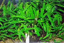 C. wendtii "Green", the most popular Cryptocoryne