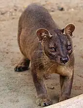 Fossa