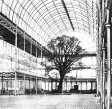 One of three English elms (lower branches removed) around which the Crystal Palace was built for the Great Exhibition, 1851