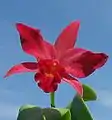 Ctt. Jewel Box 'Scheherazade'(= Gur. aurantiaca × C. Anzac 'Orchidhurst')Formerly Slc. Jewel Box, Ctt. Jewel Box is one parent of Ctt. Hazel Boyd.