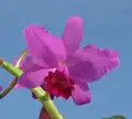 Ctt. Portia 'Gloriosa'(= Gur. bowringiana × C. labiata) (Formerly C. Portia)