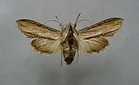 Shargacucullia scrophulariae