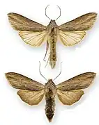 Mounted specimen - male (top) and female