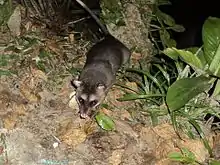 Gray opossum