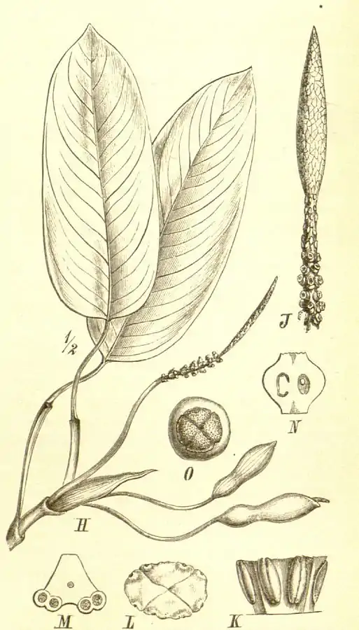 H-Ramulus florifer, spatha una remota J-SpadixK-Androeceum a latere visum L-Idem supra visumM-Stamen,transversaliter sectum N-Pistillum longitudinalter sectum O-Stigma