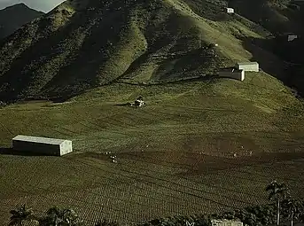 Cultivating tobacco in Cayey in 1941