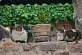 Cats of Cunda Island