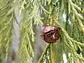 Spherical cone of Nootka cypress (Chamaecyparis nootkatensis)