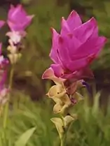 Siam Tulip at Pa Hin Ngam National park