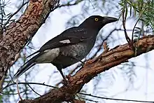 A dark grey crow-like bird perched in a peppercorn tree