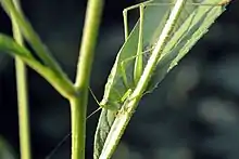 File:Curve-tailed Bush Katydid (Scudderia curvicauda) (14690463587).jpg