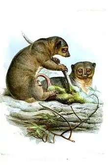 Drawing of brown cuscus