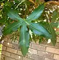 Palmate leaf of Cussonia natalensis