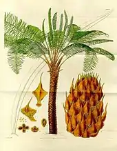 Image 7Form, leaves and reproductive structures of queen sago (Cycas circinalis) (from Tree)