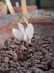 Cyclamen mirabile 'Tilebarn Jan'