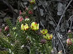 Variety californica flowering in habitat. Dry leaves of Rhus integrifolia in the background.