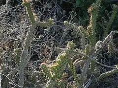 Erect and decumbent stems in var. californica.