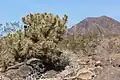Plant in habitat in southern Nevada