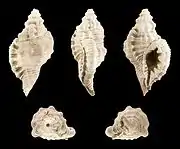 Fossil shell of Cymatium doderleini from Pliocene of Italy