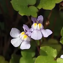 Cymbalaria muralis